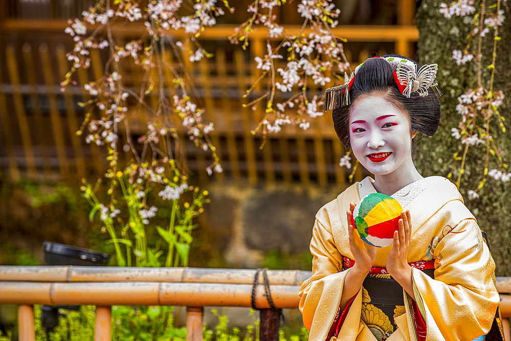 Real Geisha posing in front of a cherry blossom tree in the Geisha quarter of Gion, Kyoto, Honshu, Japan, Asia