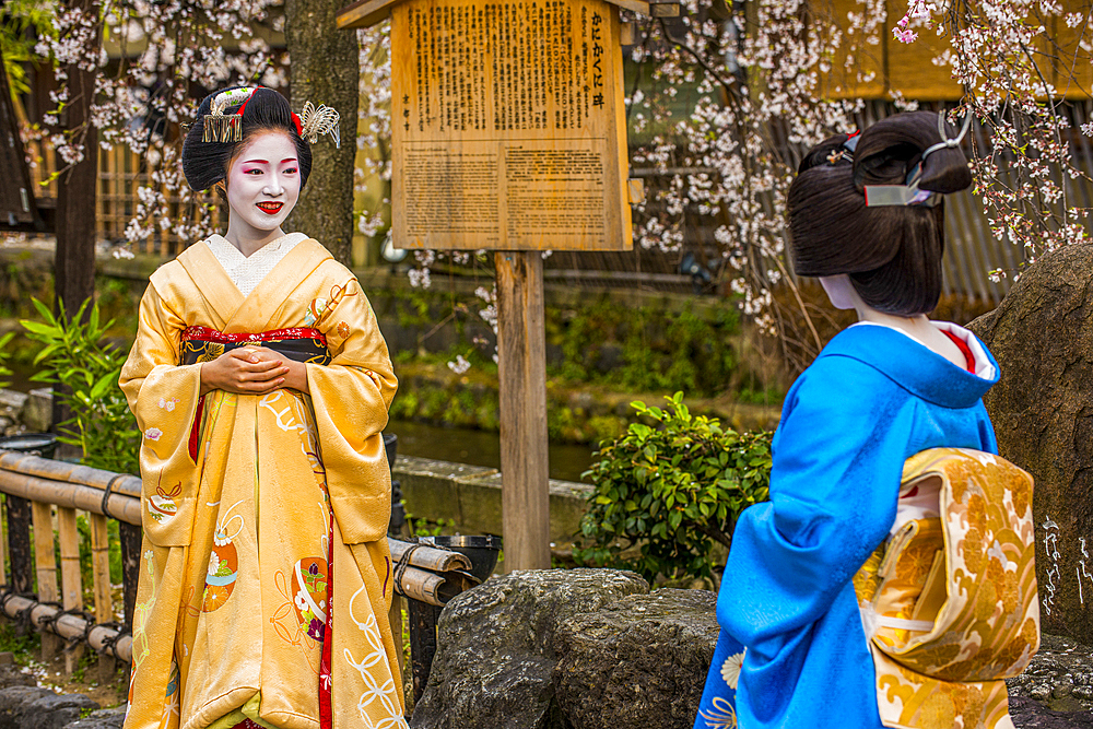 Real Geisha posing in front of a cherry blossom tree in the Geisha quarter of Gion, Kyoto, Honshu, Japan, Asia