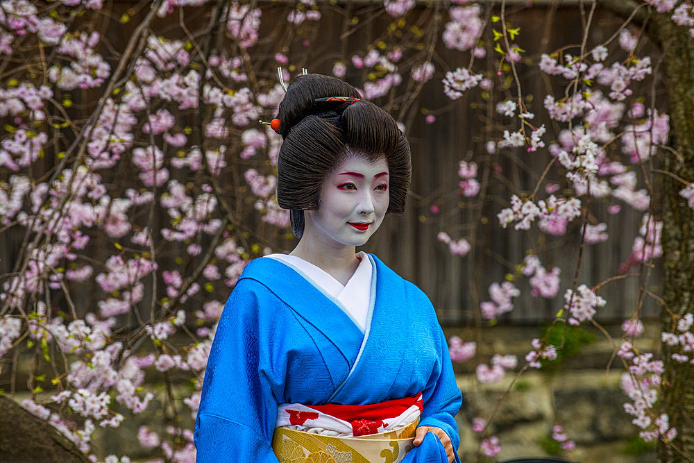 Real Geisha posing in front of a cherry blossom tree in the Geisha quarter of Gion, Kyoto, Honshu, Japan, Asia