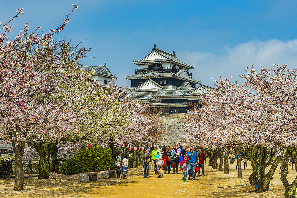 Cherry blossom in the Matsuyama Castle, Shikoku, Japan, Asia