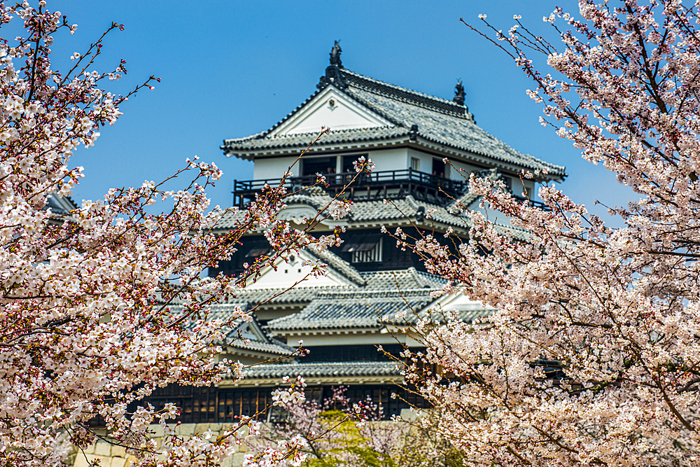 Cherry blossom in the Matsuyama Castle, Shikoku, Japan, Asia