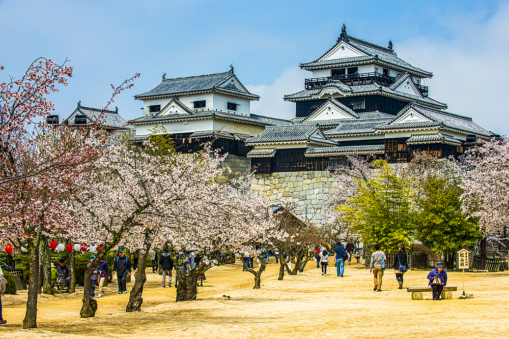 Cherry blossom in the Matsuyama Castle, Shikoku, Japan, Asia