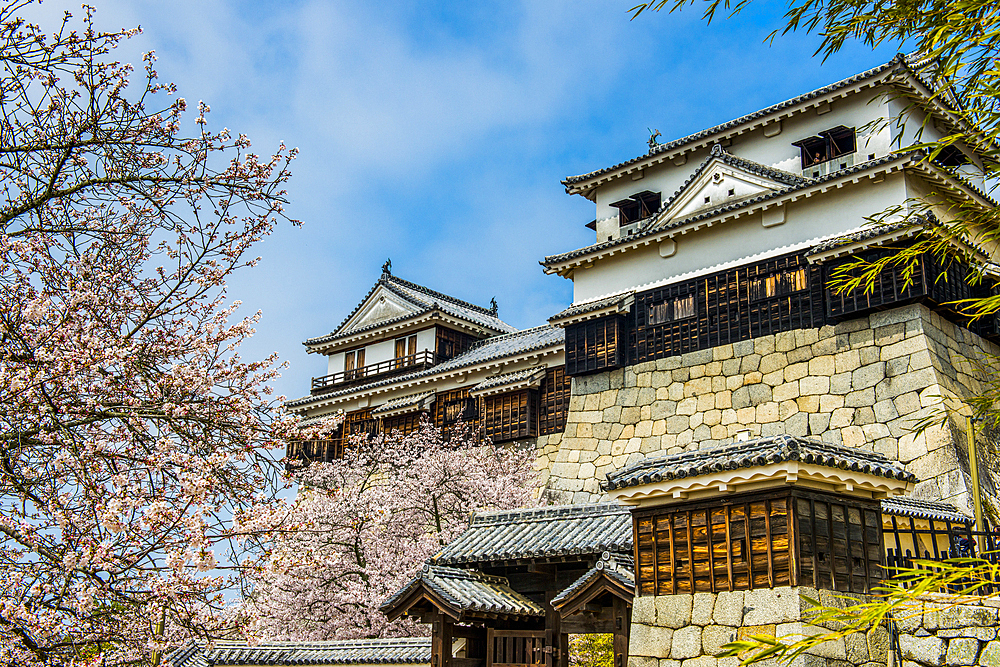 Cherry blossom in the Matsuyama Castle, Shikoku, Japan, Asia