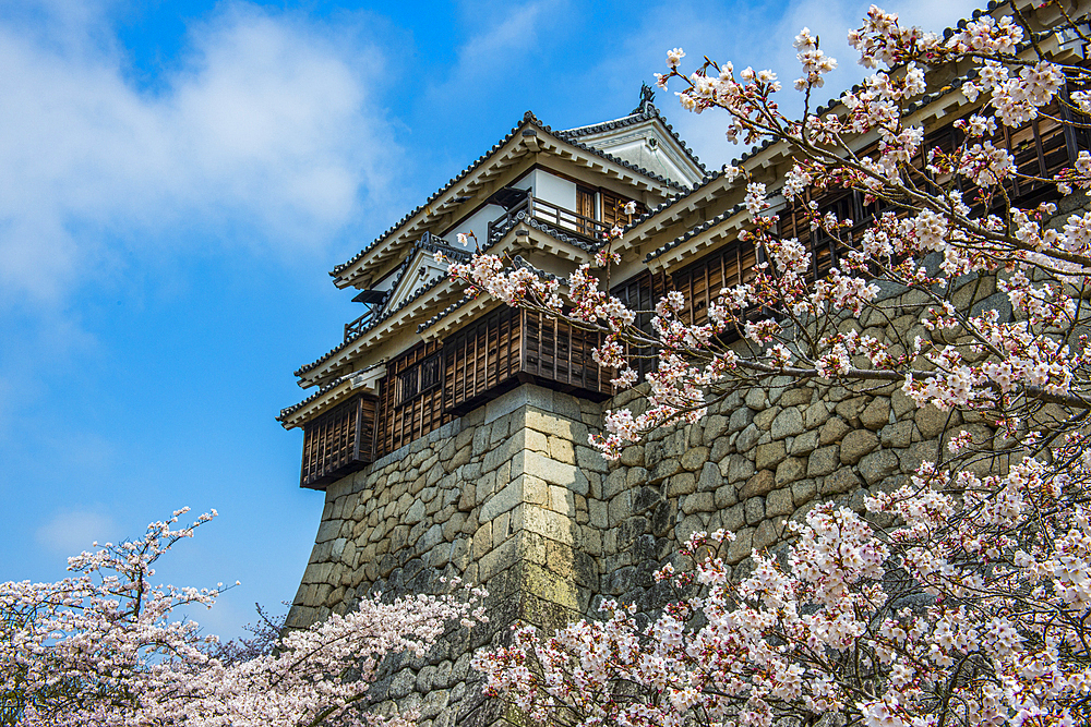 Cherry blossom in the Matsuyama Castle, Shikoku, Japan, Asia