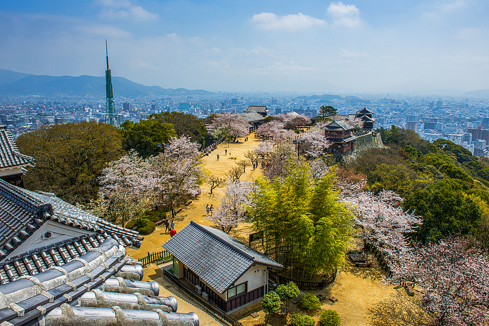 Cherry blossom in the Matsuyama Castle, Shikoku, Japan, Asia