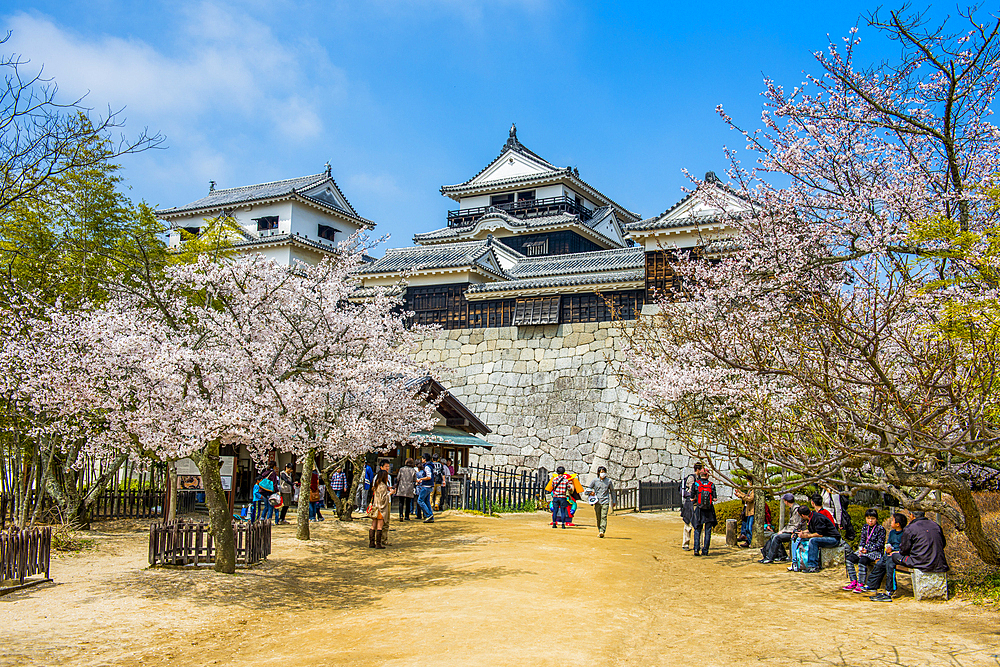 Cherry blossom in Matsuyama Castle, Shikoku, Japan, Asia