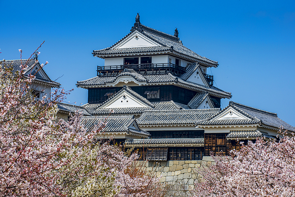 Cherry blossom in Matsuyama Castle, Shikoku, Japan, Asia