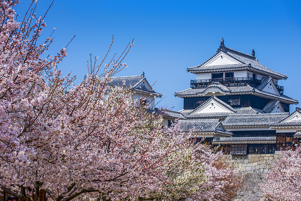 Cherry blossom in Matsuyama Castle, Shikoku, Japan, Asia