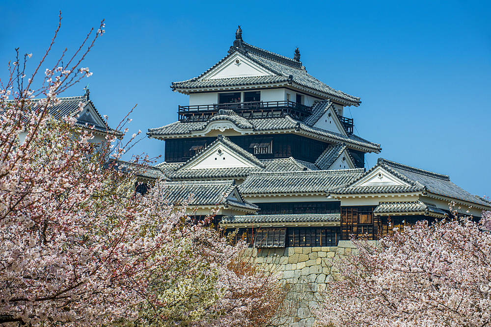 Cherry blossom in Matsuyama Castle, Shikoku, Japan, Asia