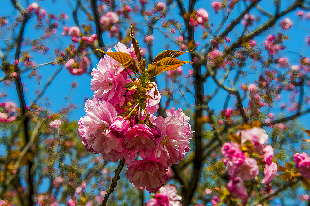 Beautiful cherry blossom, Nikko, Tochigi Prefecture, Kanto, Honshu, Japan, Asia