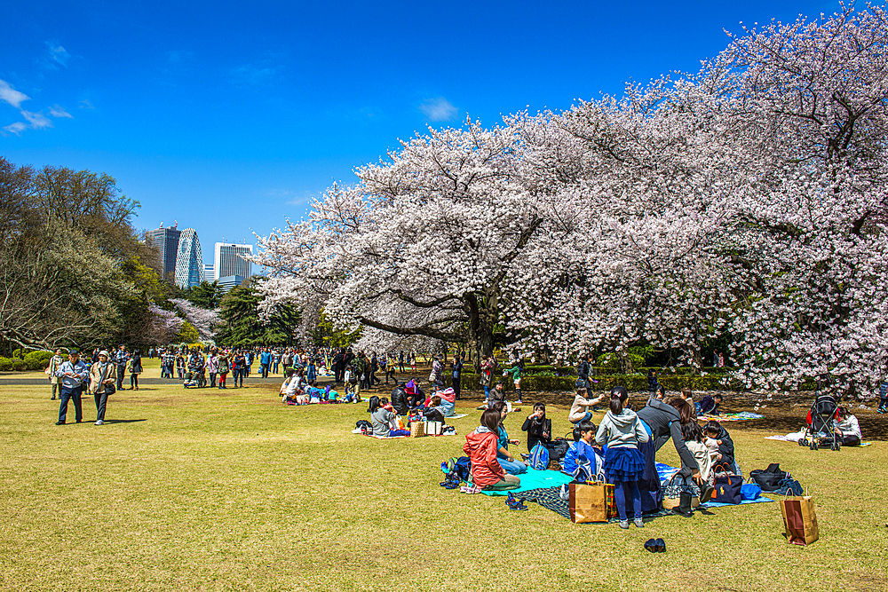 Picnic in the cherry blossom in the Shinjuku-Gyoen Park, Tokyo, Honshu, Japan, Asia