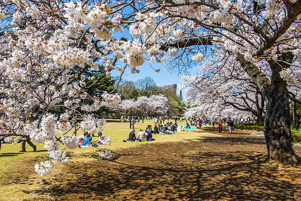 Picnic in the cherry blossom in the Shinjuku-Gyoen Park, Tokyo, Honshu, Japan, Asia