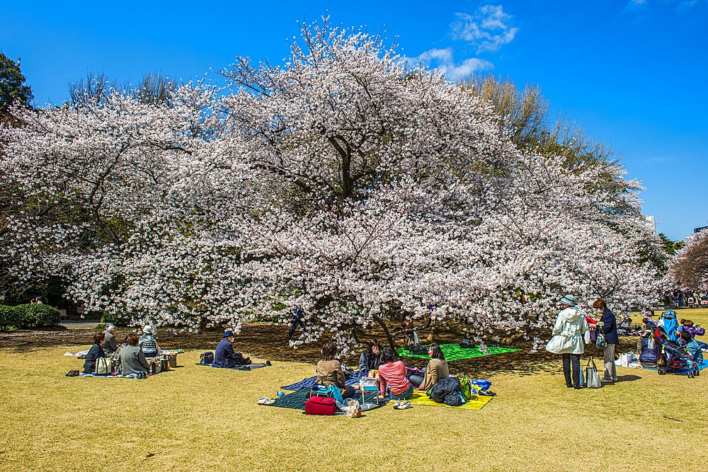 Picnic in the cherry blossom in the Shinjuku-Gyoen Park, Tokyo, Honshu, Japan, Asia