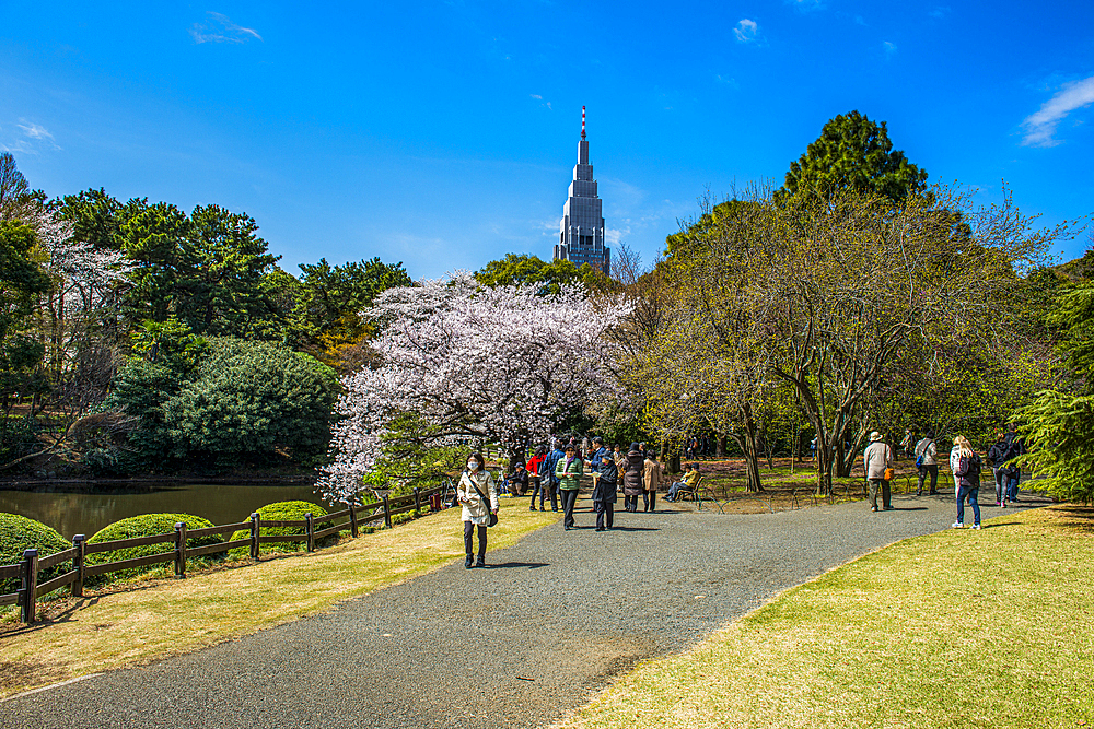 Shinjuku-Gyoen Park, Tokyo, Honshu, Japan, Asia