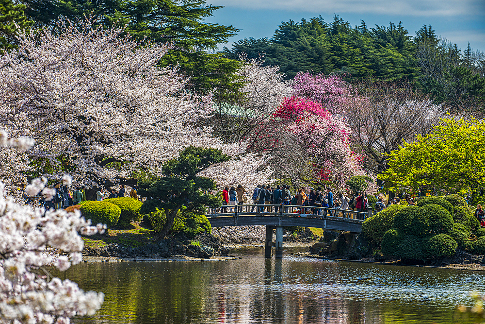 Cherry blossom in the Shinjuku-Gyoen Park, Tokyo, Honshu, Japan, Asia