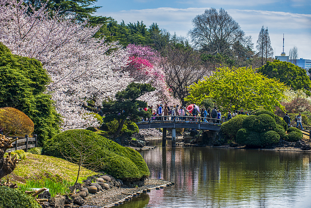 Cherry blossom in the Shinjuku-Gyoen Park, Tokyo, Honshu, Japan, Asia