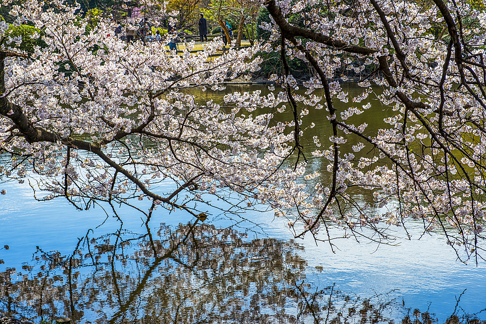 Cherry blossom in the Shinjuku-Gyoen Park, Tokyo, Honshu, Japan, Asia