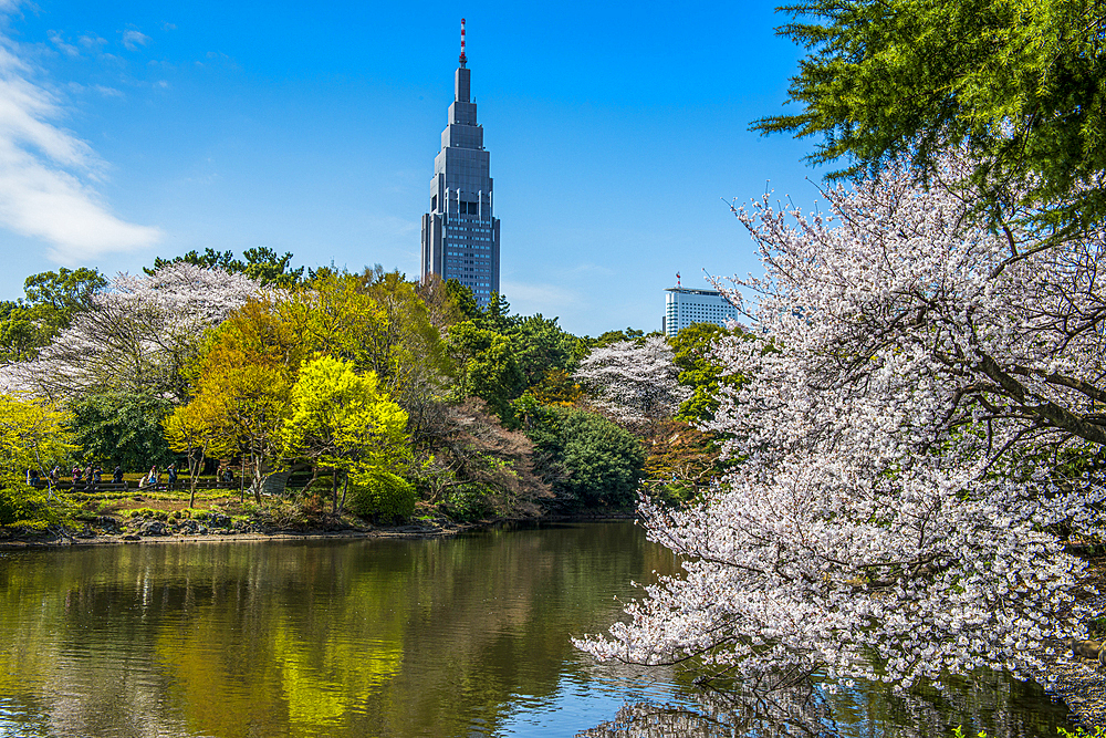 Cherry blossom in the Shinjuku-Gyoen Park, Tokyo, Honshu, Japan, Asia