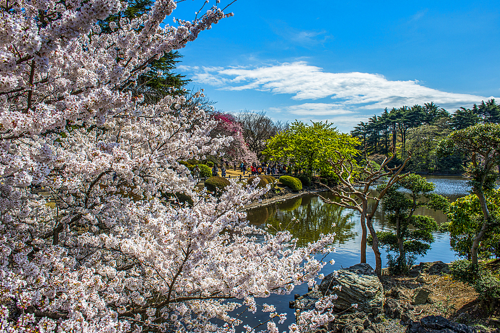 Cherry blossom in the Shinjuku-Gyoen Park, Tokyo, Honshu, Japan, Asia