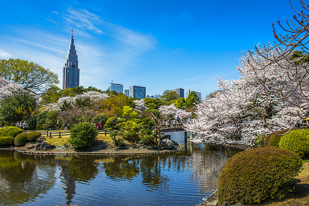 Cherry blossom in the Shinjuku-Gyoen Park, Tokyo, Honshu, Japan, Asia