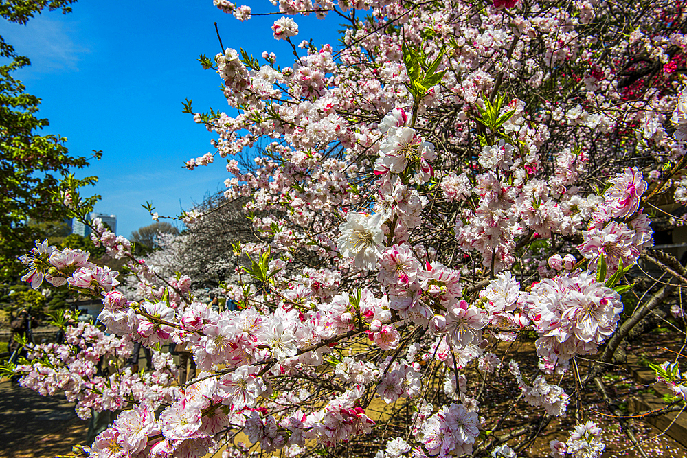 Cherry blossom in the Shinjuku-Gyoen Park, Tokyo, Honshu, Japan, Asia