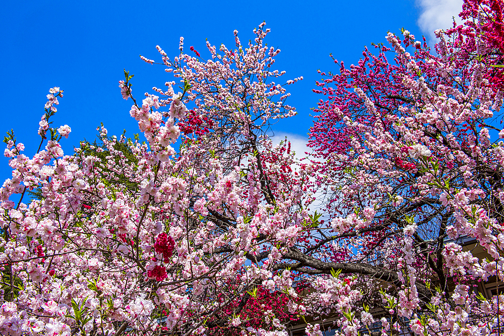 Cherry blossom in the Shinjuku-Gyoen Park, Tokyo, Honshu, Japan, Asia