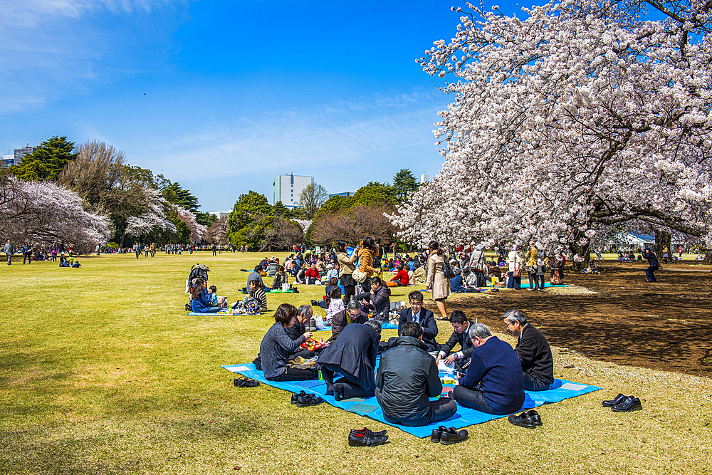 Picnic amid the cherry blossom in the Shinjuku-Gyoen Park, Tokyo, Honshu, Japan, Asia