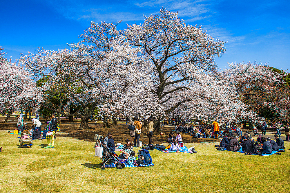 Picnic amid the cherry blossom in the Shinjuku-Gyoen Park, Tokyo, Honshu, Japan, Asia