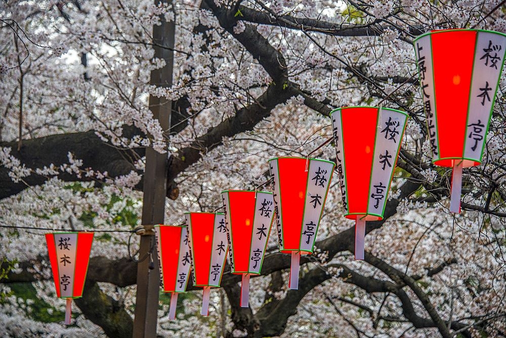 Red lampions illuminating the Cherry blossom in the Ueno Park, Tokyo, Honshu, Japan, Asia