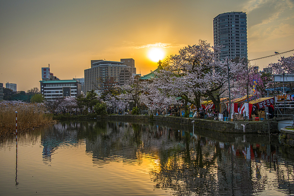 Sunset and Cherry blossom in Ueno Park, Tokyo, Honshu, Japan, Asia