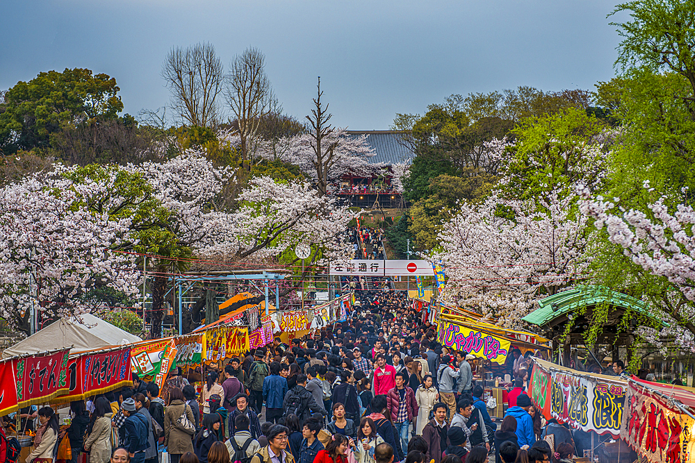 Cherry blossom and crowds in Ueno Park, Tokyo, Honshu, Japan, Asia