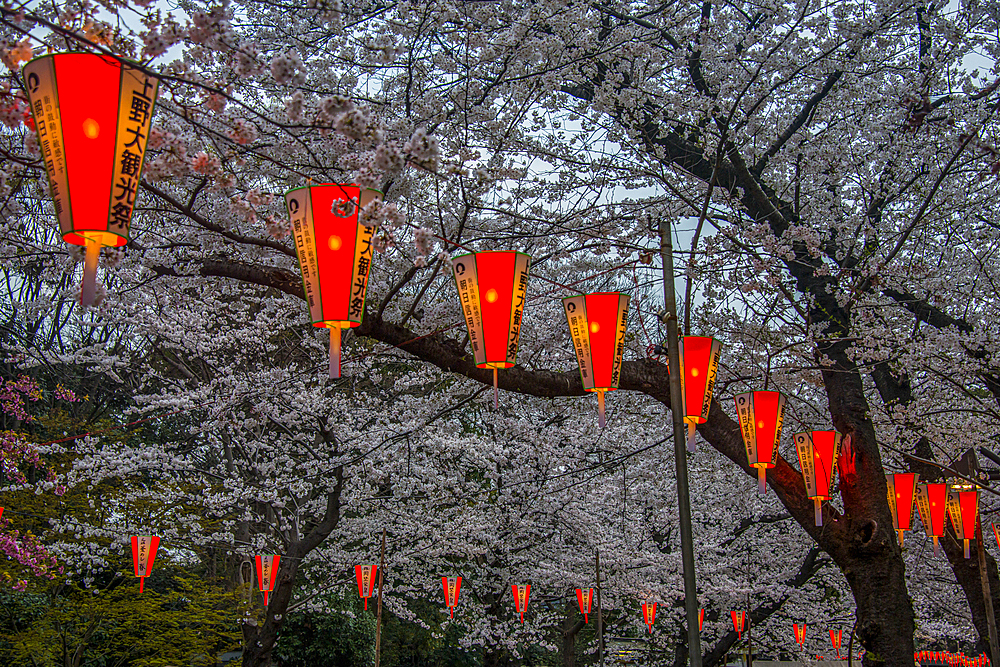 Red lampions illuminating the Cherry blossom in Ueno Park, Tokyo, Honshu, Japan, Asia