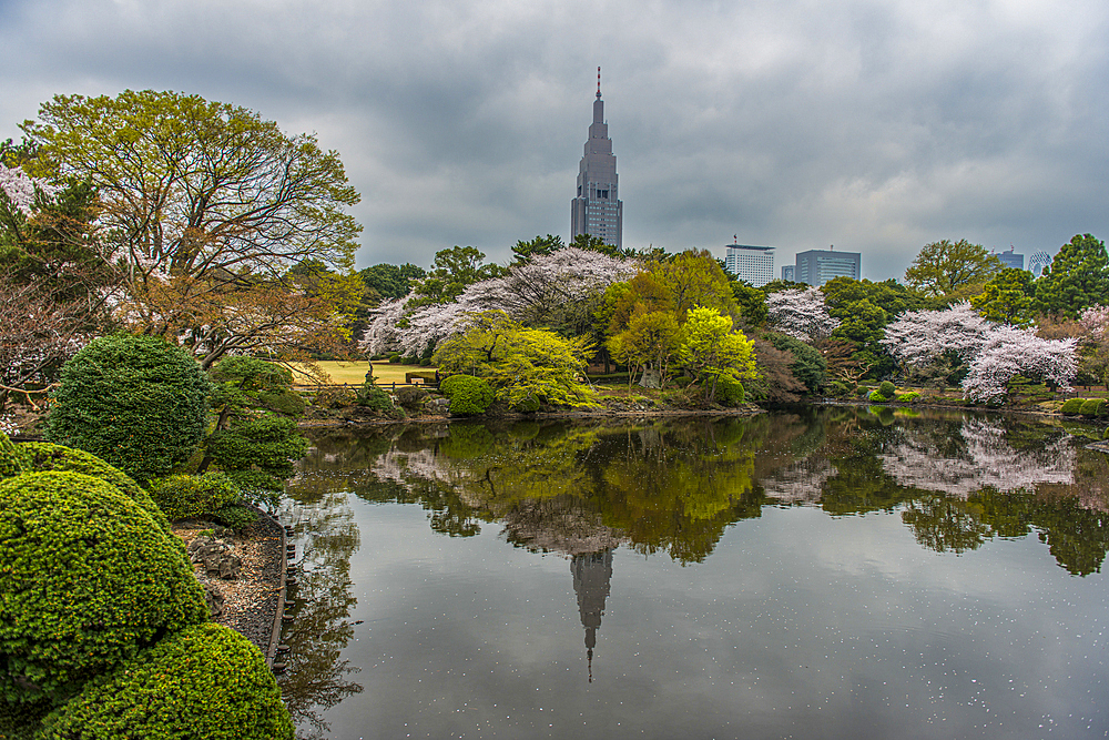 Cherry blossom in the Shinjuku-Gyoen Park, Tokyo, Japan, Asia