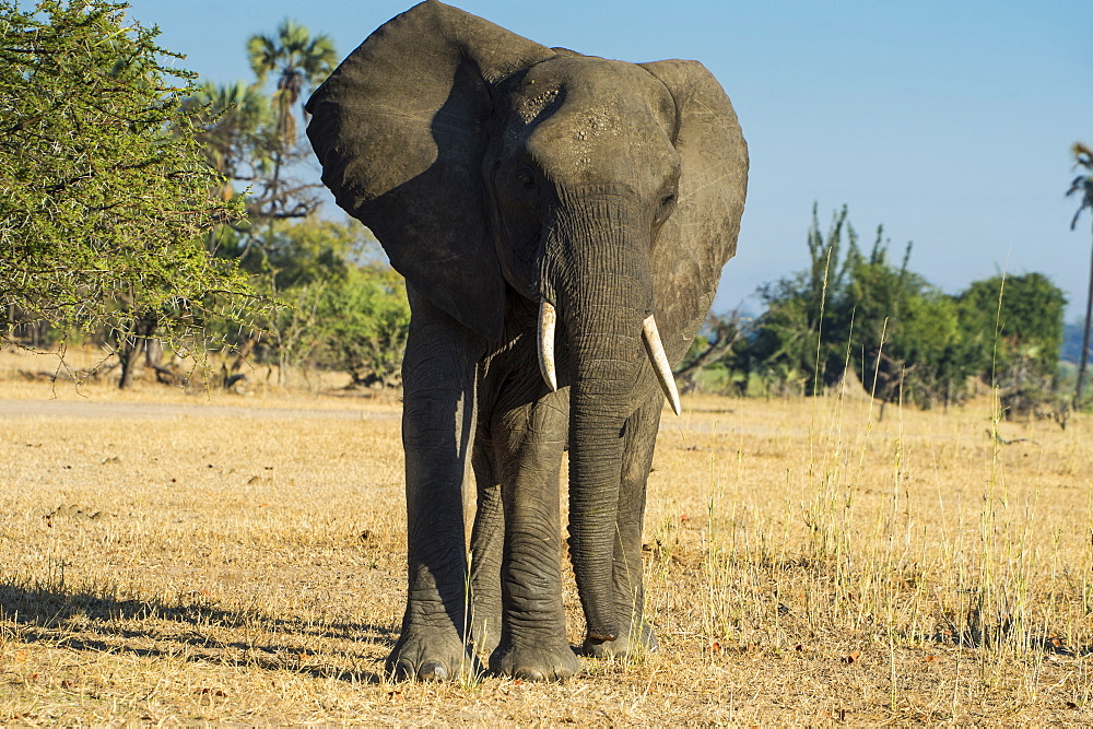 African bush elephant (Loxodonta africana), Liwonde National Park, Malawi, Africa