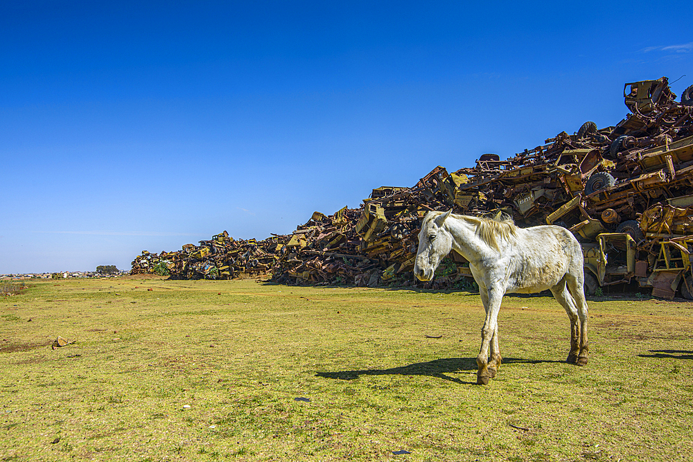 White horse grazing at the Italian tank cemetery in Asmara, Eritrea, Africa