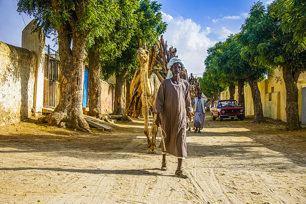 Camel caravan walking with firewood through Keren, Eritrea, Africa