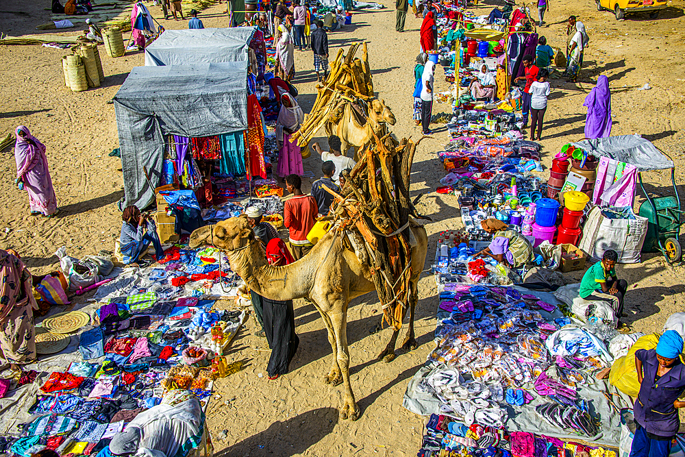 Camel loaded with firewood walking through the colourful Monday market of Keren, Eritrea, Africa