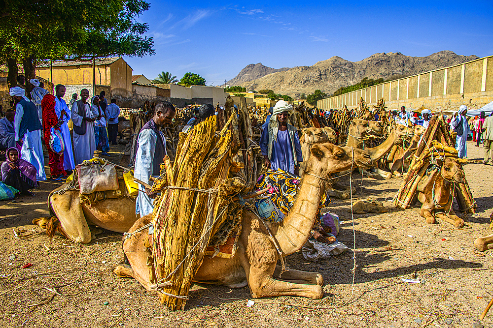 Camels loaded with firewood, Monday market of Keren, Eritrea, Africa