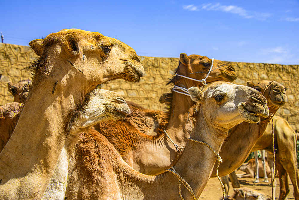 Close up of camels on the camel market of Keren, Eritrea, Africa