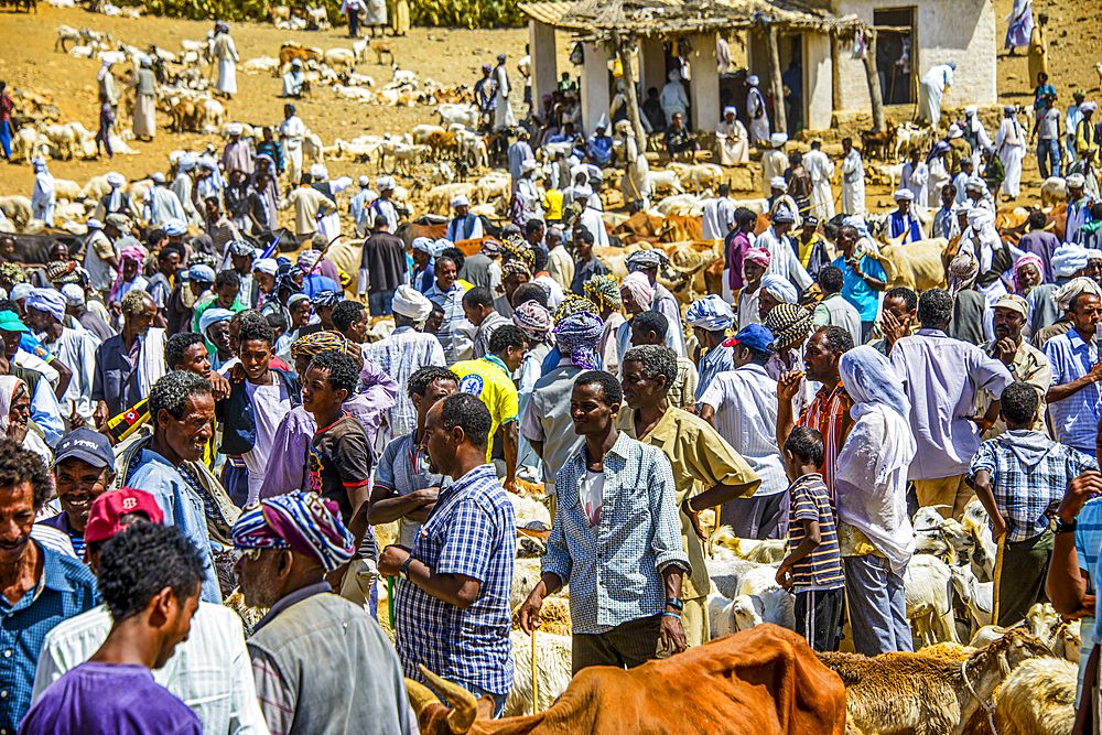 The Monday animal market of Keren, Eritrea, Africa