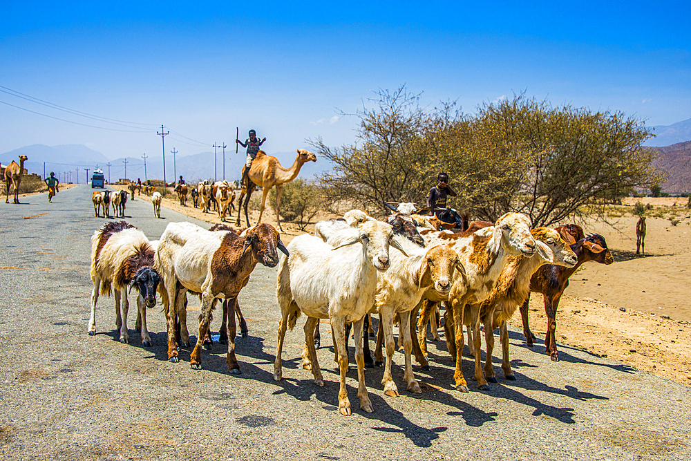 Herds of animals walking in the lowlands of Eritrea, Africa