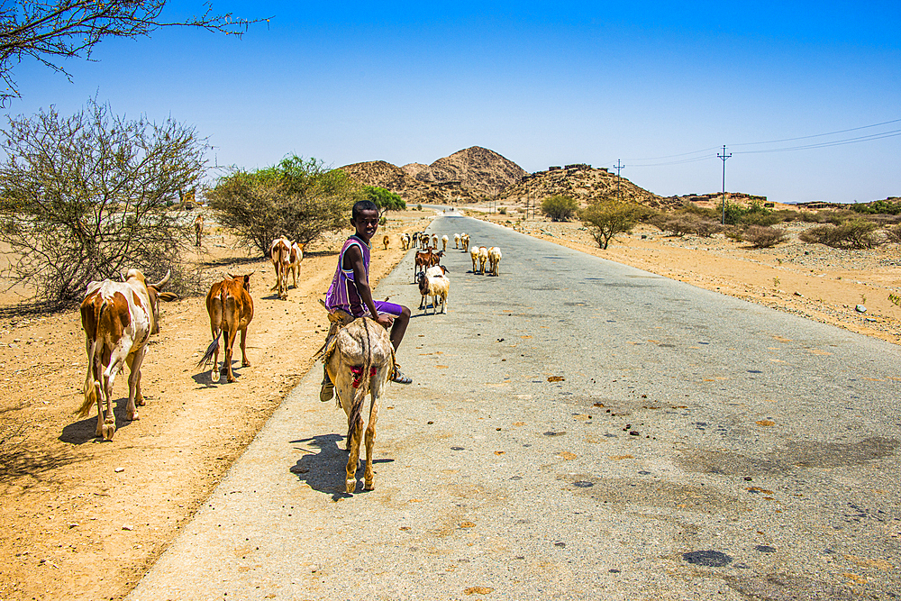 Boy riding on a donkey in the lowlands of Eritrea, Africa