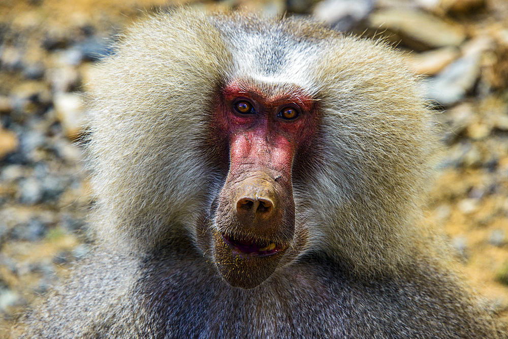 Hamadryas baboon (Papio hamadryas), along the road from Massawa to Asmara, Eritrea, Africa