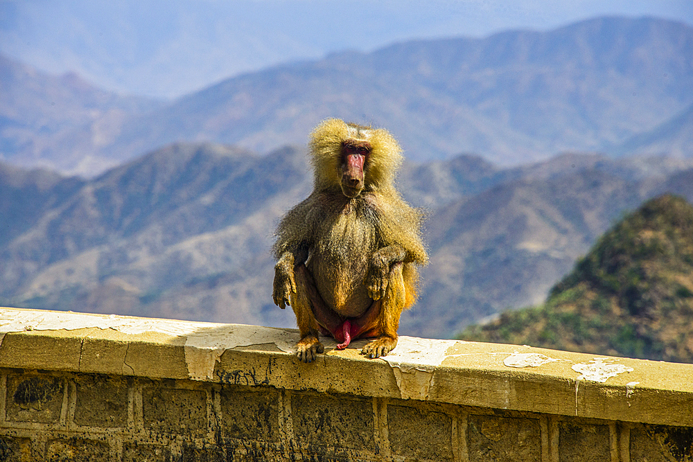 Hamadryas baboon (Papio hamadryas), along the road from Massawa to Asmara, Eritrea, Africa