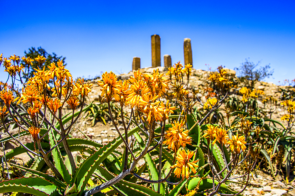 Blooming flowers in front of the columns of a ruined structure at the Pre-Aksumite settlement of Qohaito (Koloe), Eritrea, Africa