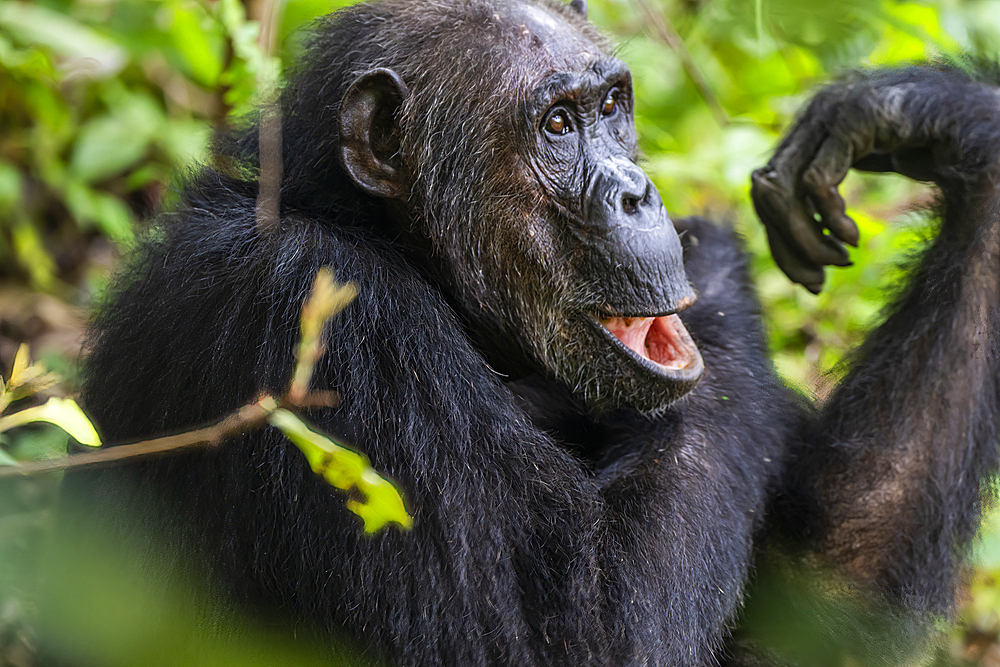 Chimpanzee (Pan troglodytes), Gombe Stream National Park, Lake Tanganyika, Tanzania, East Africa, Africa