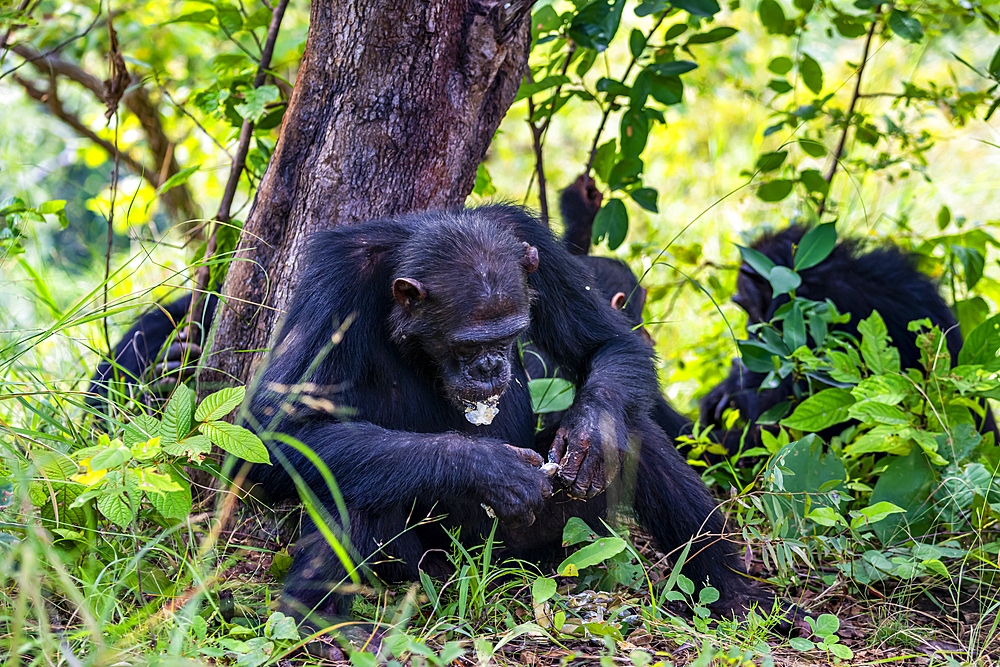 Chimpanzee (Pan troglodytes), Gombe Stream National Park, Lake Tanganyika, Tanzania, East Africa, Africa