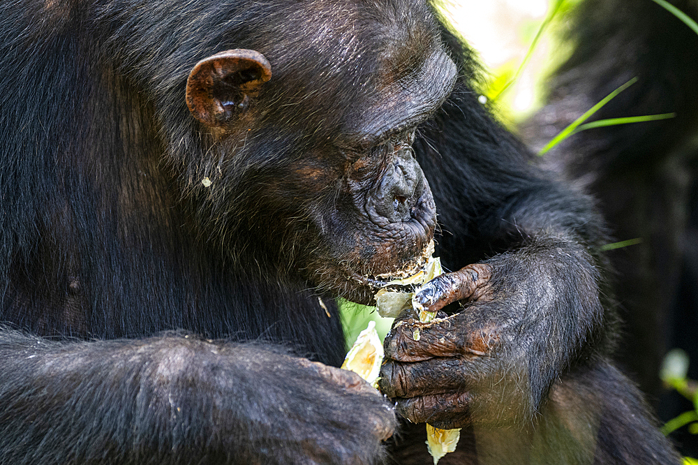 Chimpanzee (Pan troglodytes), Gombe Stream National Park, Lake Tanganyika, Tanzania, East Africa, Africa