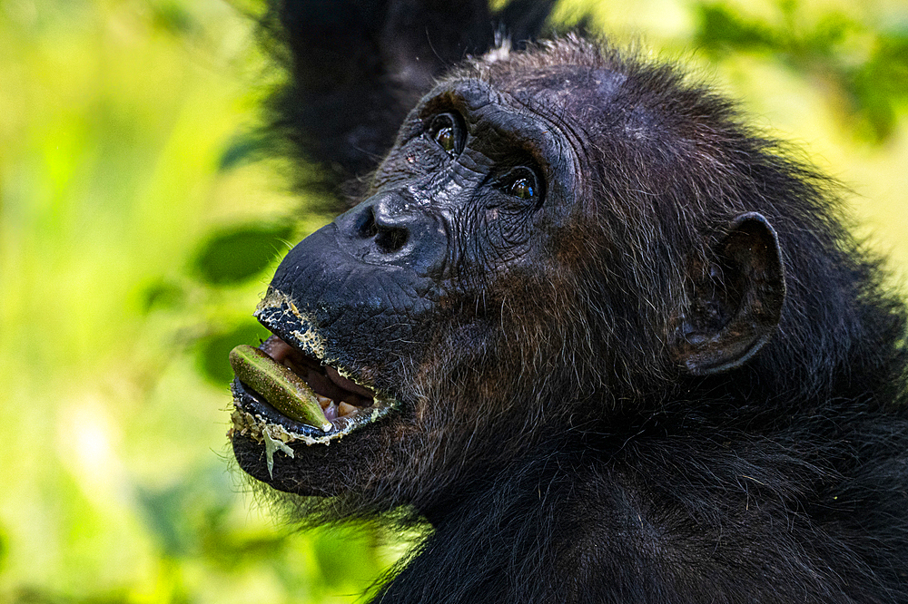 Chimpanzee (Pan troglodytes), Gombe Stream National Park, Lake Tanganyika, Tanzania, East Africa, Africa