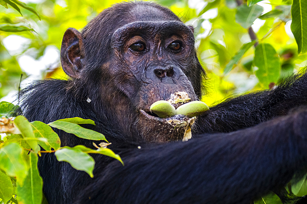 Chimpanzee (Pan troglodytes), Gombe Stream National Park, Lake Tanganyika, Tanzania, East Africa, Africa